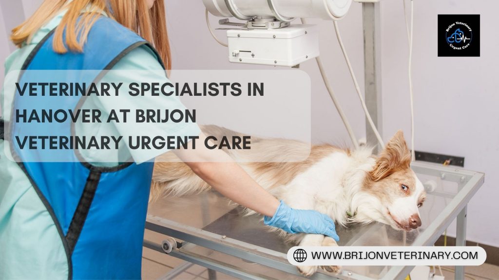 Veterinary Specialists in Hanover