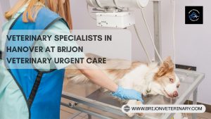 Veterinary Specialists in Hanover