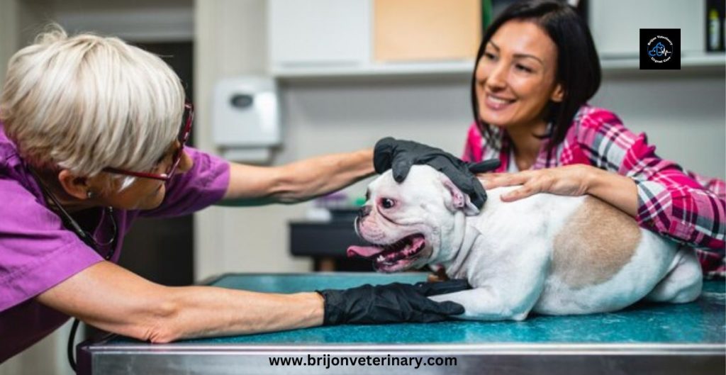 Veterinary Urgent care