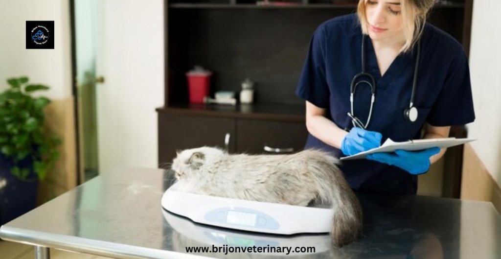 Pet Ownership: A Commitment for Life