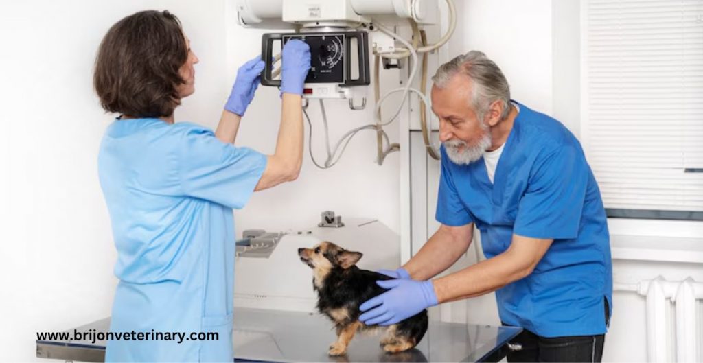 Veterinary-Services-in-Braintree-MA